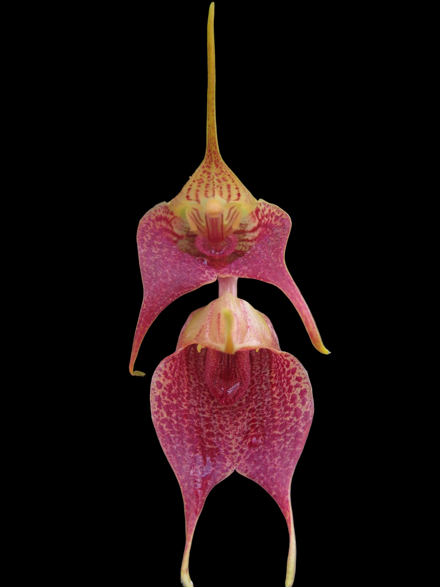 Masdevallia angulata 'Pebble Beach' flower close-up showing spotted colouration and distinctive angulata form