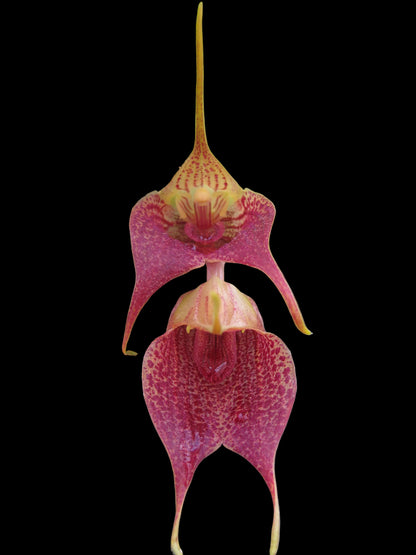 Masdevallia angulata 'Pebble Beach' flower close-up showing spotted colouration and distinctive angulata form