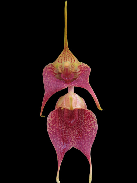Masdevallia angulata 'Pebble Beach'