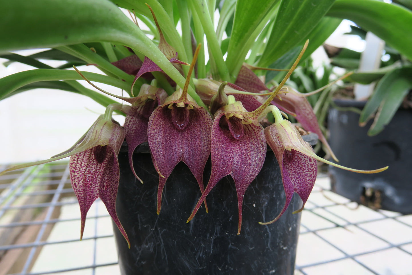 Masdevallia angulata 'Pebble Beach' plant showing compact upright foliage in cultivation
