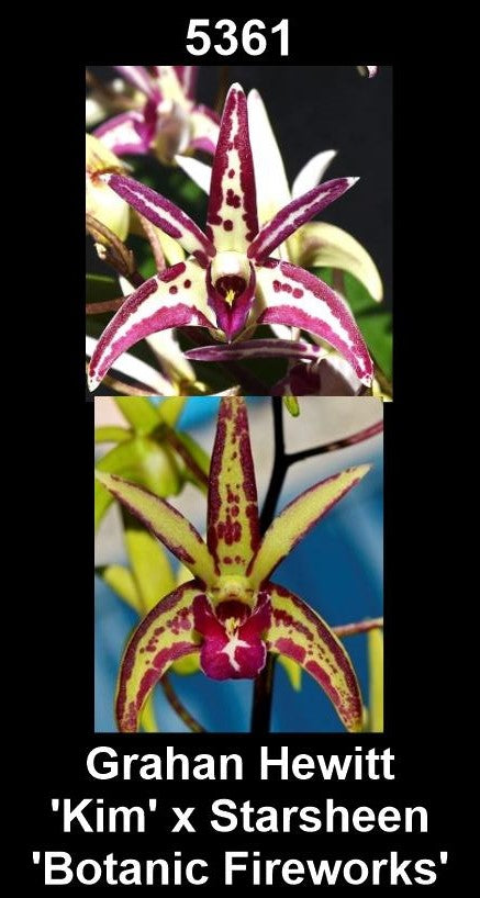 Dendrobium Graham Hewitt 'Kim' × Starsheen 'Botanic Fireworks' parent plants showing contrasting flower forms — photographs show parent plants
