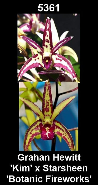Dendrobium Graham Hewitt 'Kim' × Starsheen 'Botanic Fireworks' parent plants showing contrasting flower forms — photographs show parent plants