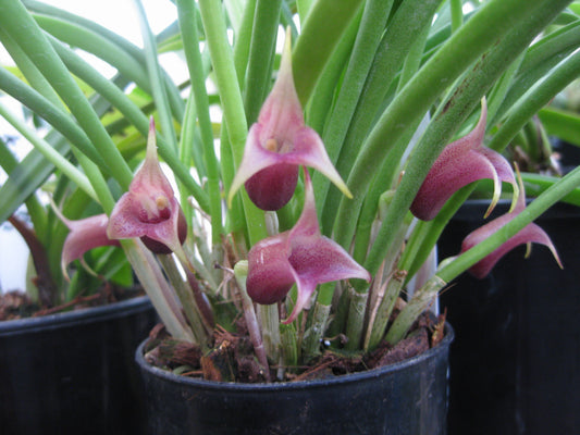 Masdevallia civilis ‘Phillip’