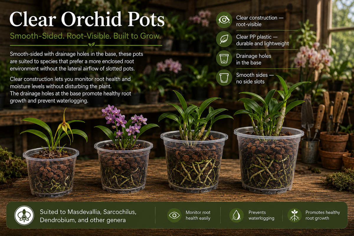 Clear Orchid Pots 100mm shown with orchid growing in slit pot