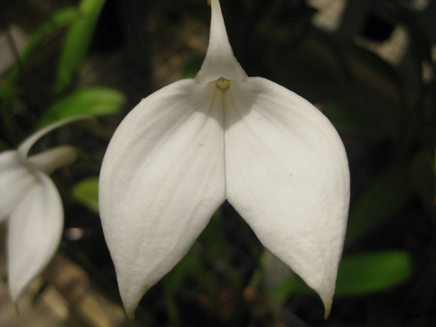 Masdevallia coccinea 'Alba'