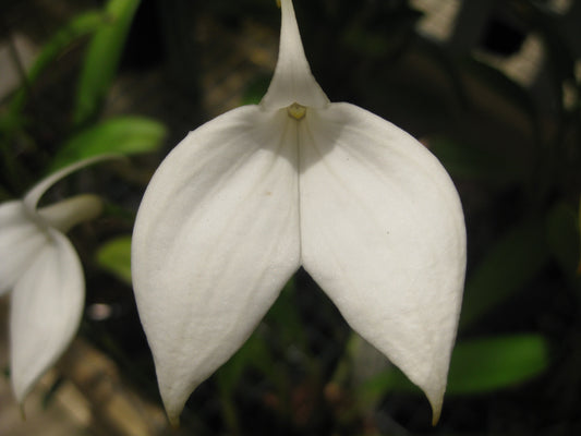 Masdevallia coccinea 'Alba'