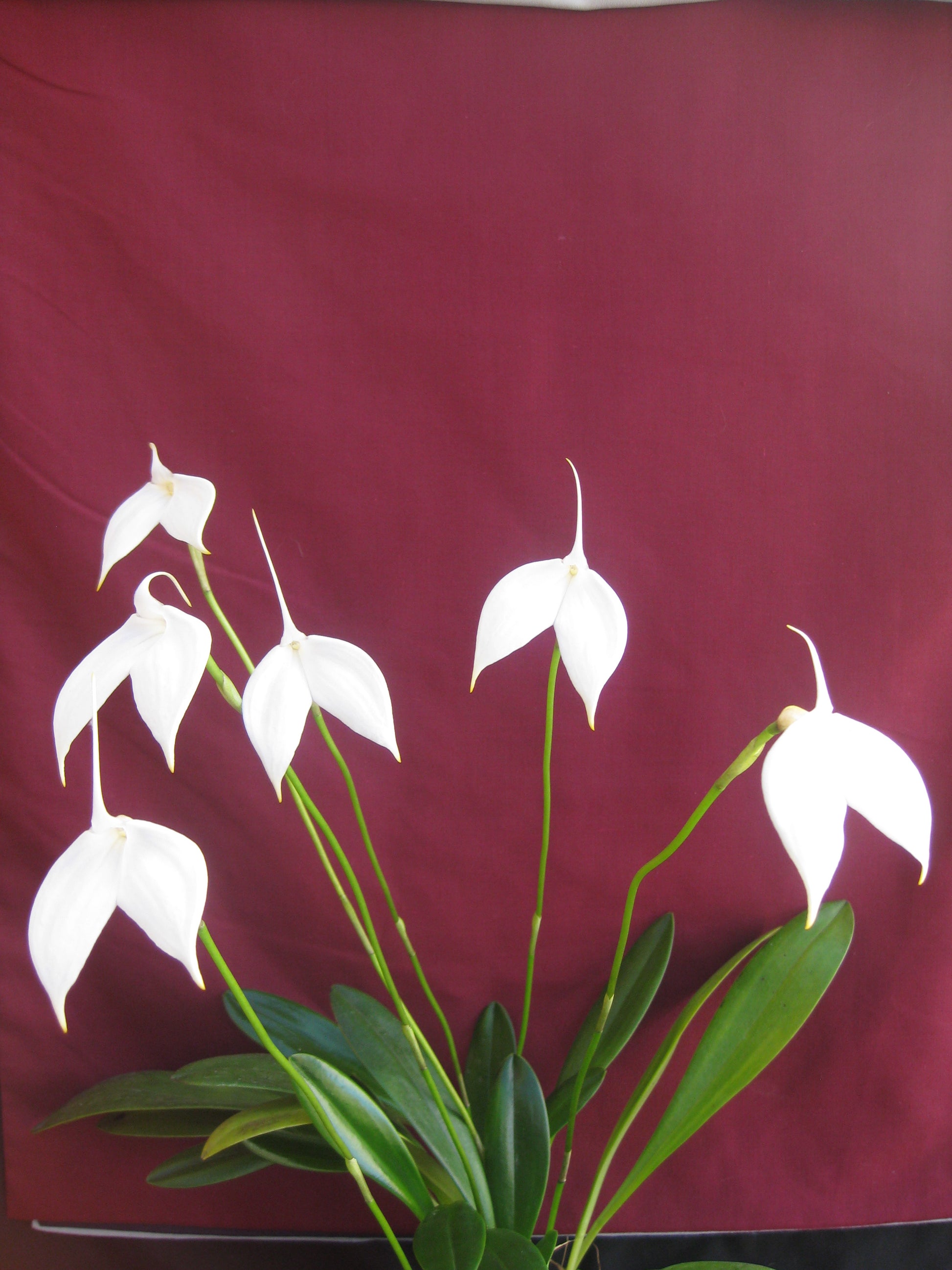 Masdevallia coccinea f. alba 'White Squall' second flower view showing clean white form