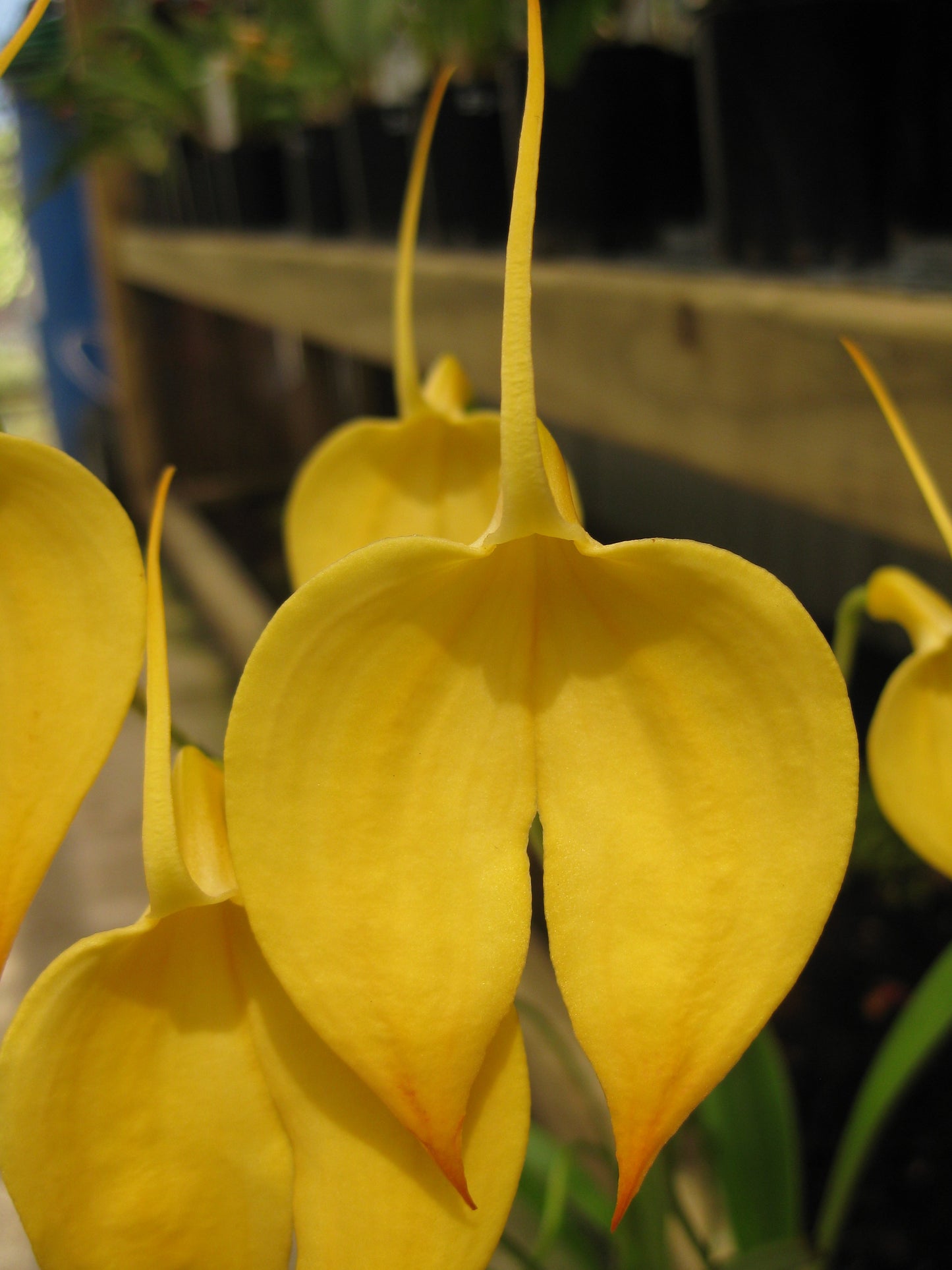 Masdevallia coccinea var. xanthina 'Golden Moon'