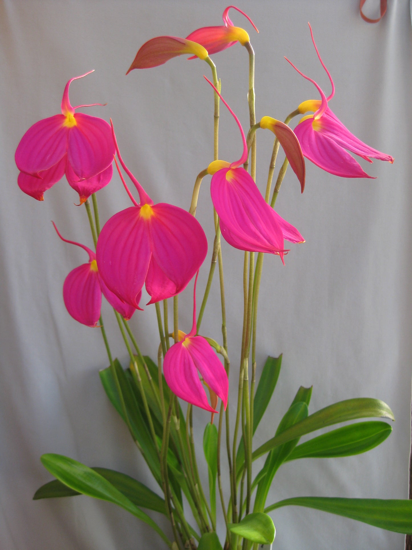 Masdevallia coccinea f. harryana ‘Colombian Queen’