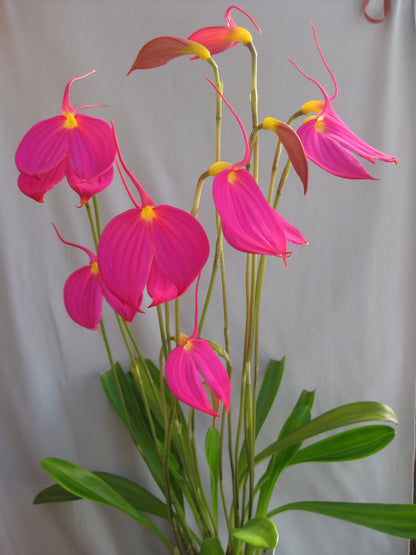 Masdevallia coccinea f. harryana ‘Colombian Queen’