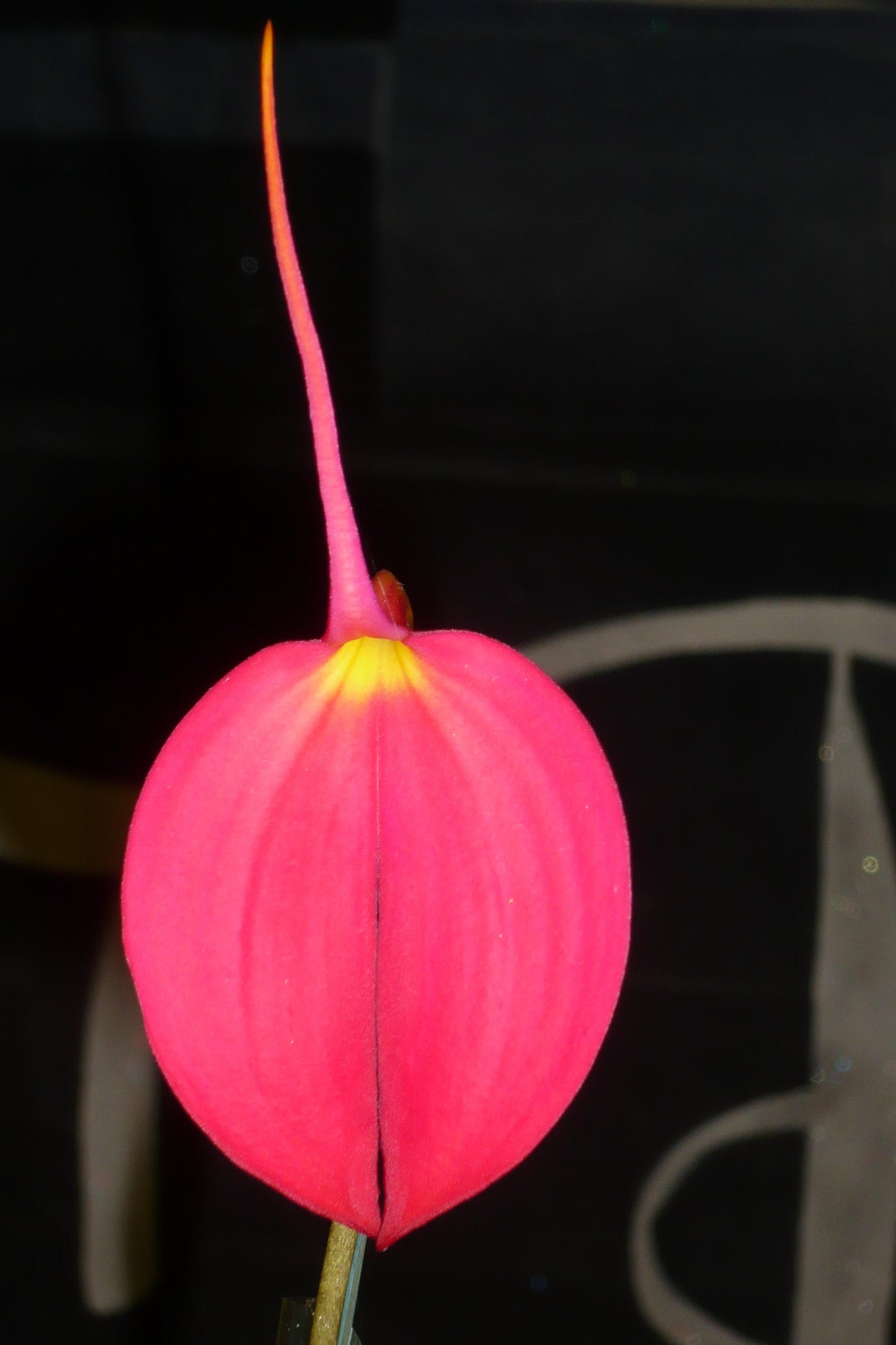 Masdevallia coccinea 'Mageta'