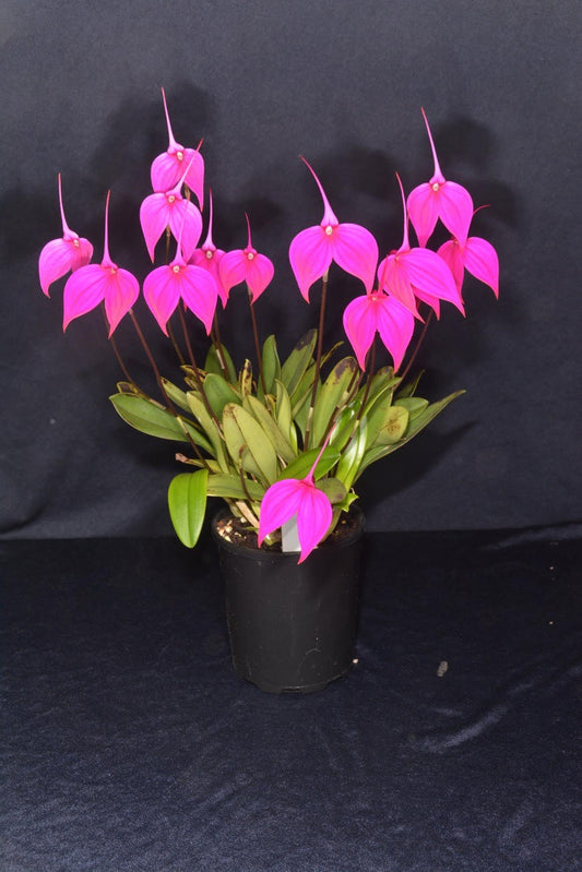 Masdevallia coccinea 'Petite Rose'