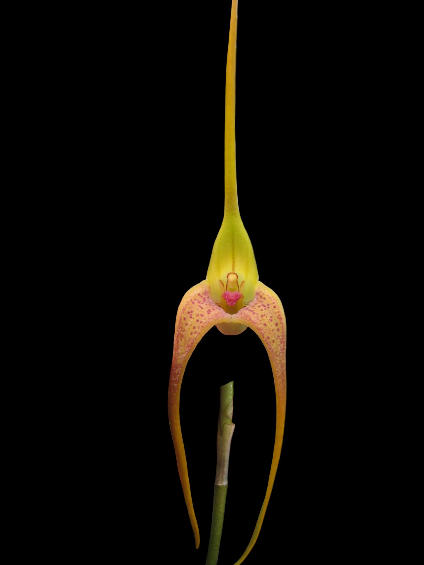 Masdevallia colossus 'Green Dragon' third flower view showing full presentation