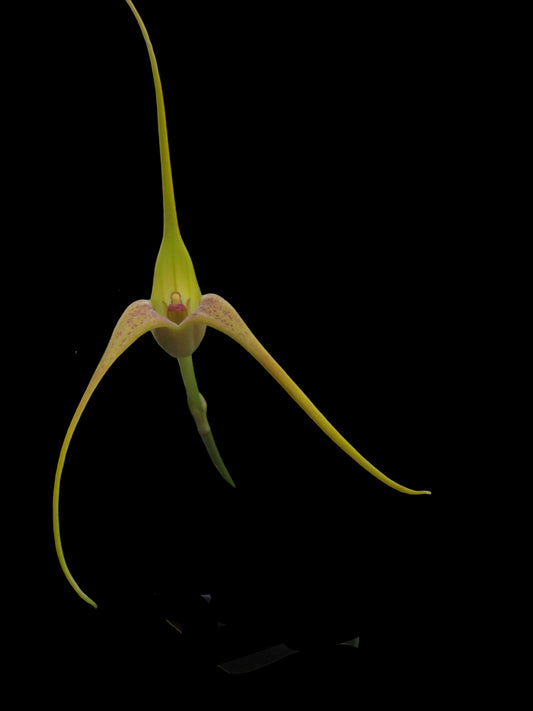 Masdevallia colossus 'Green Dragon'