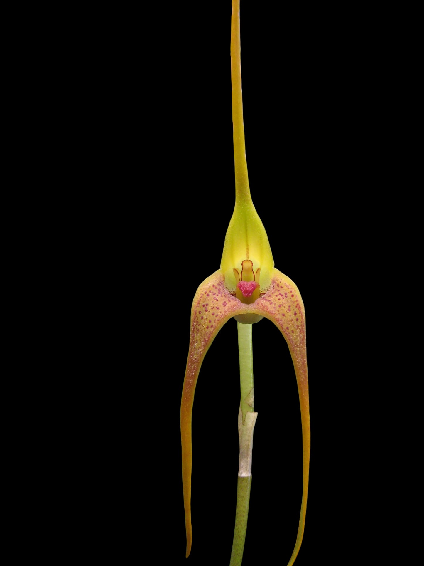 Masdevallia colossus 'Green Dragon' flower close-up showing large-scale green colouration