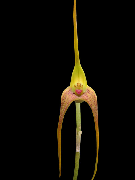 Masdevallia colossus 'Green Dragon'