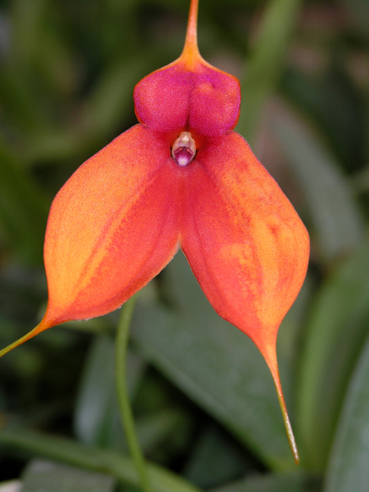 Masdevallia Blazing Wing 'Fire'