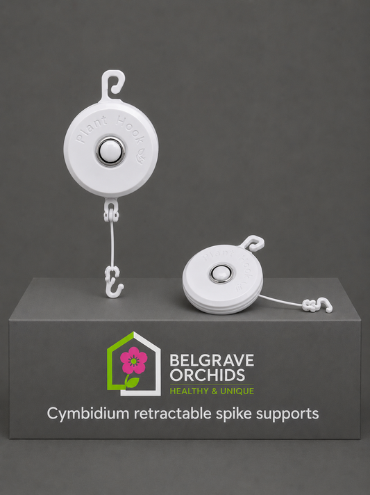 Cymbidium Yoyos pack shot showing retractable spike supports