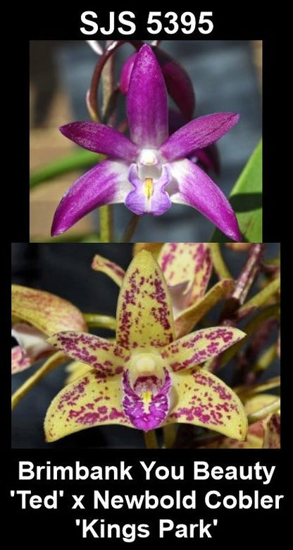 Dendrobium Brimbank You Beauty 'Ted' × Newbold Cobbler 'Kings Park' parent plants showing contrasting flower forms — photographs show parent plants
