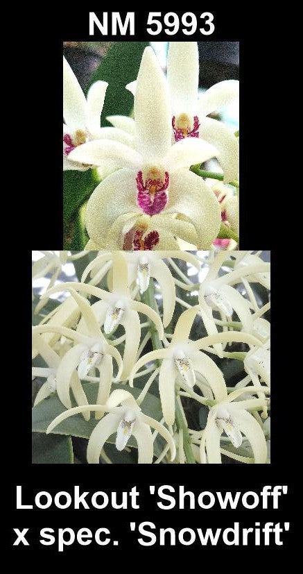 Dendrobium Lookout 'Showoff' × speciosum 'Snowdrift' parent plants showing contrasting flower forms — photographs show parent plants