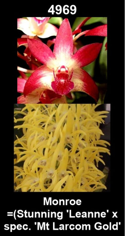 Dendrobium Monroe parent plants showing hybrid parentage flowers — photographs show parent plants