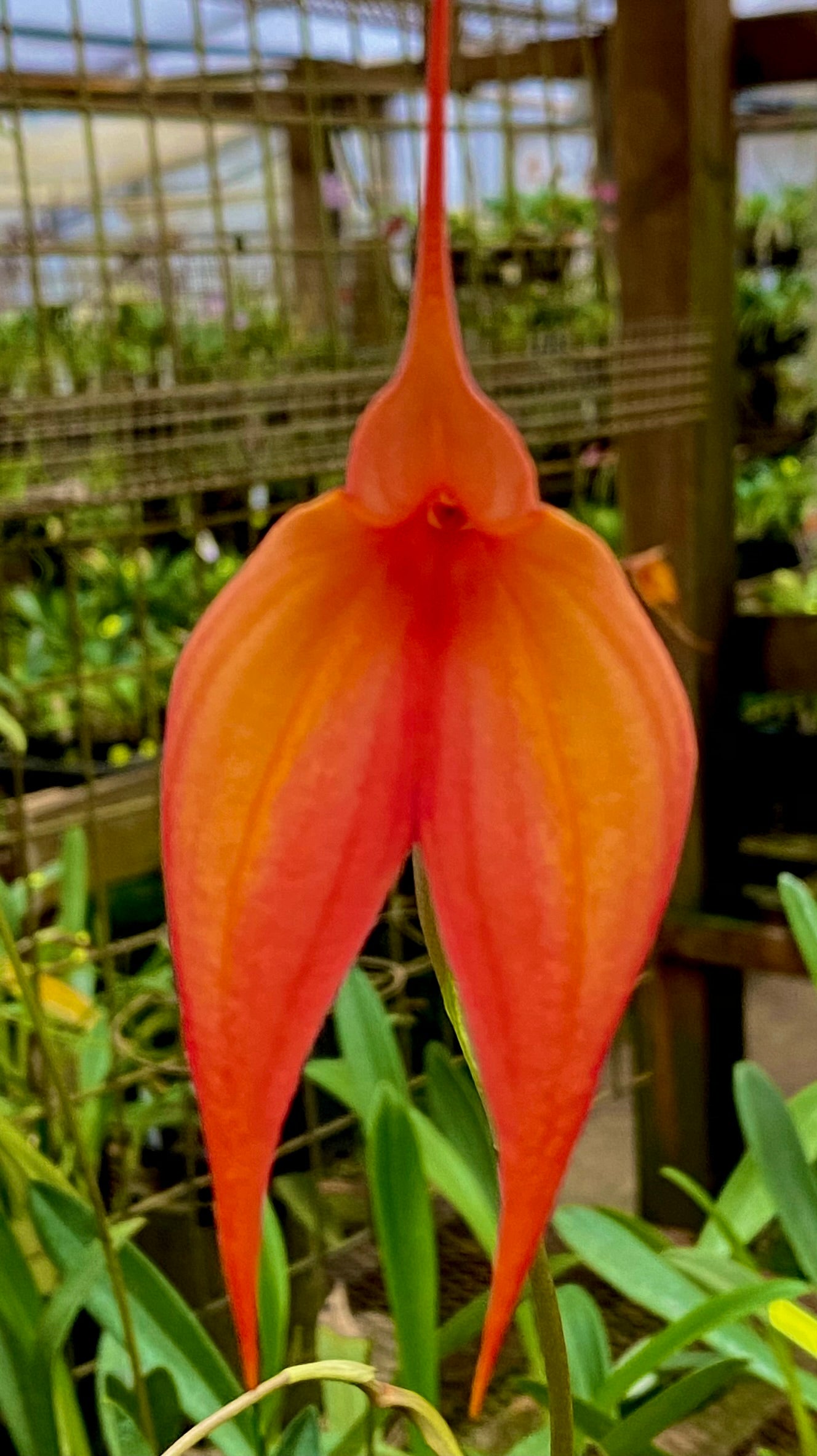 Masdevallia Falcon Sunrise 'Apricot'