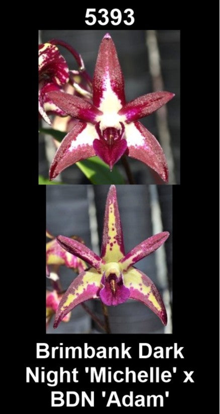 Dendrobium Brimbank Dark Night 'Michelle' × Brimbank Dark Night 'Adam' parent plants showing contrasting flower forms — photographs show parent plants