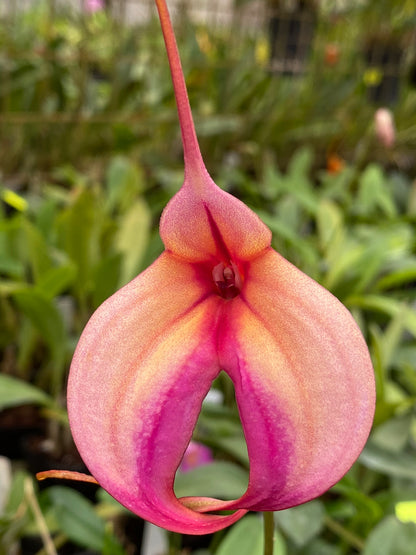 Masdevallia Hurdy Gurdy 'Magenta'