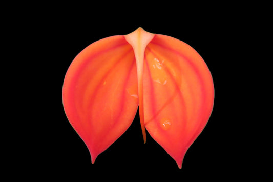 Masdevallia ignea 'Owen'