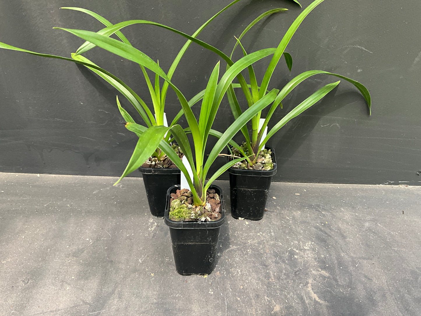 Cymbidium (Jimbo Tupp x Regal Flame) '2019'