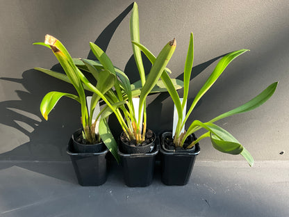 Masdevallia King of Kings 'Dane Hill' HCC/AOC