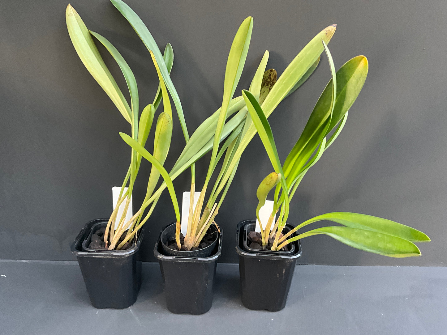 Masdevallia coccinea 'Petite Rose'