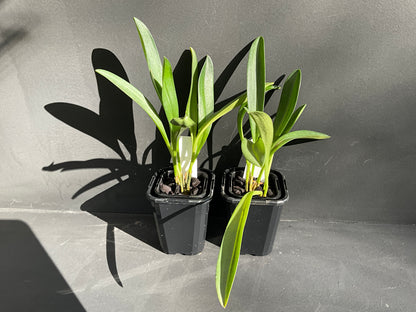 Masdevallia Rein Gold 'Huge'