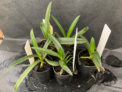 NQR Sarcochilus Tagged & Untagged Divisions