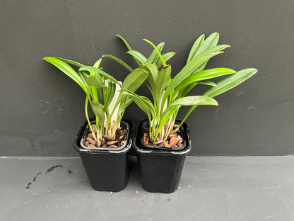 Masdevallia hybrid entire plant, very compact size, grown in a fine bark or moss mixture.