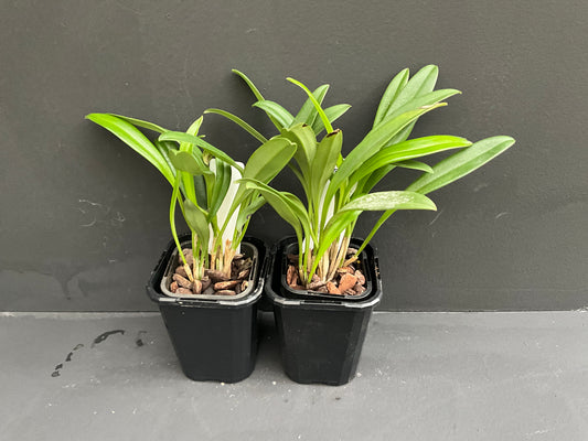 Masdevallia hybrid entire plant, very compact size, grown in a fine bark or moss mixture.