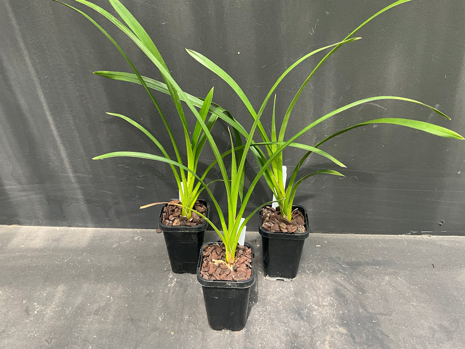 Cymbidium Memoria Patsy Bauman Templestowe Belgrave Orchids cymbidium-memoria-patsy-bauman-templestowe-belgrave-orchids