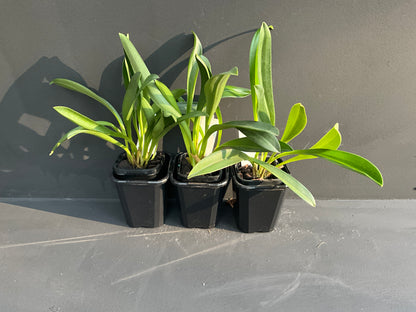 Masdevallia Rein Touch Unflowered Seedlings