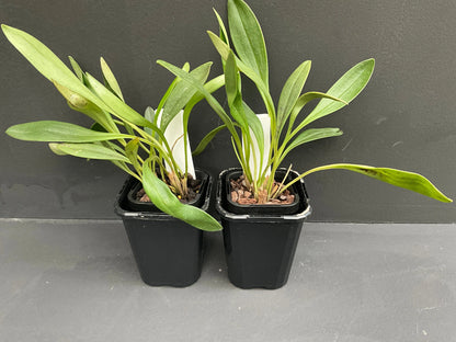 Masdevallia Magic Dragon 'Dragon Stripes' plant showing compact growth habit