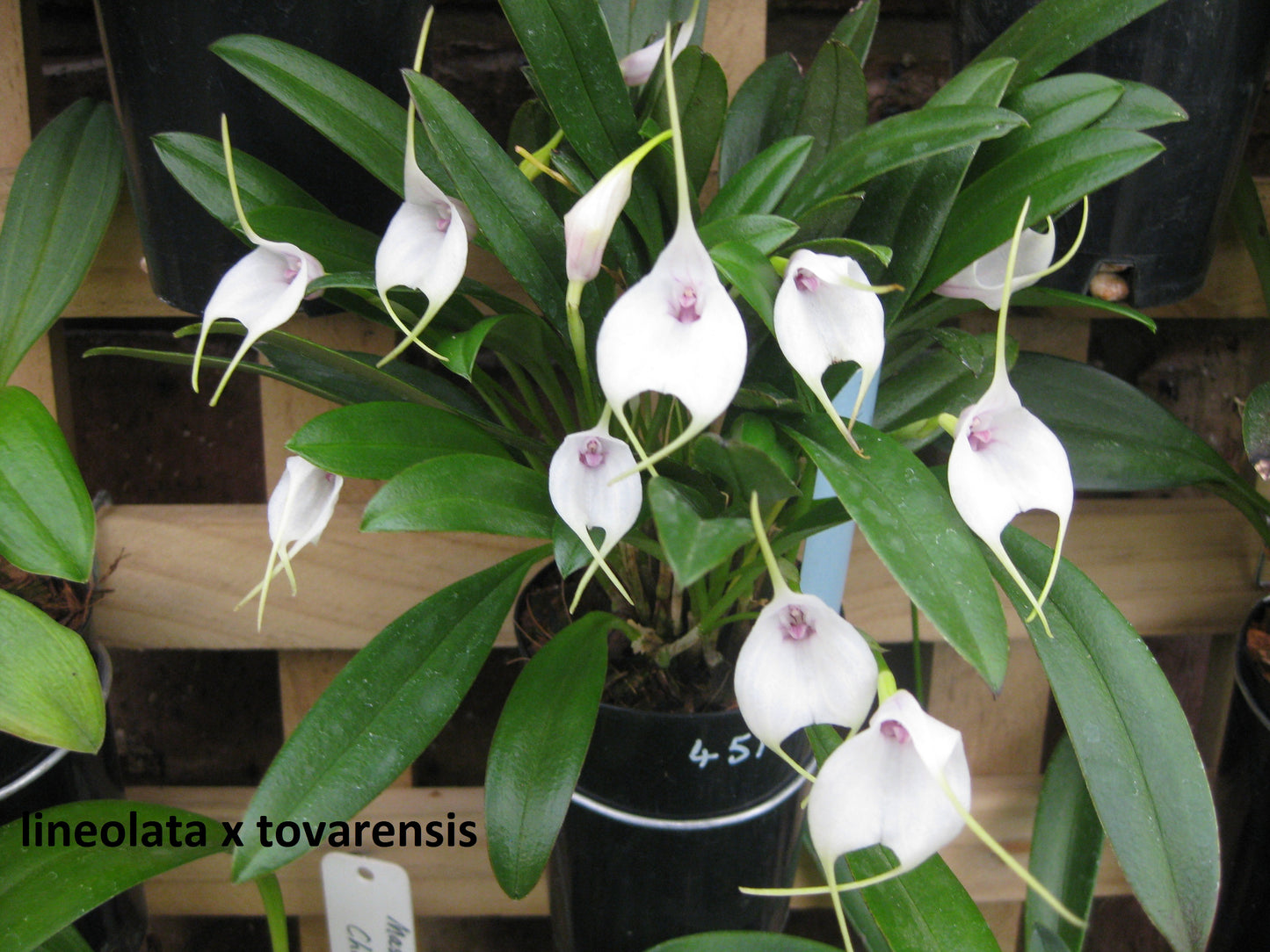 Masdevallia lineolata × tovarensis 'Cloud Nine'