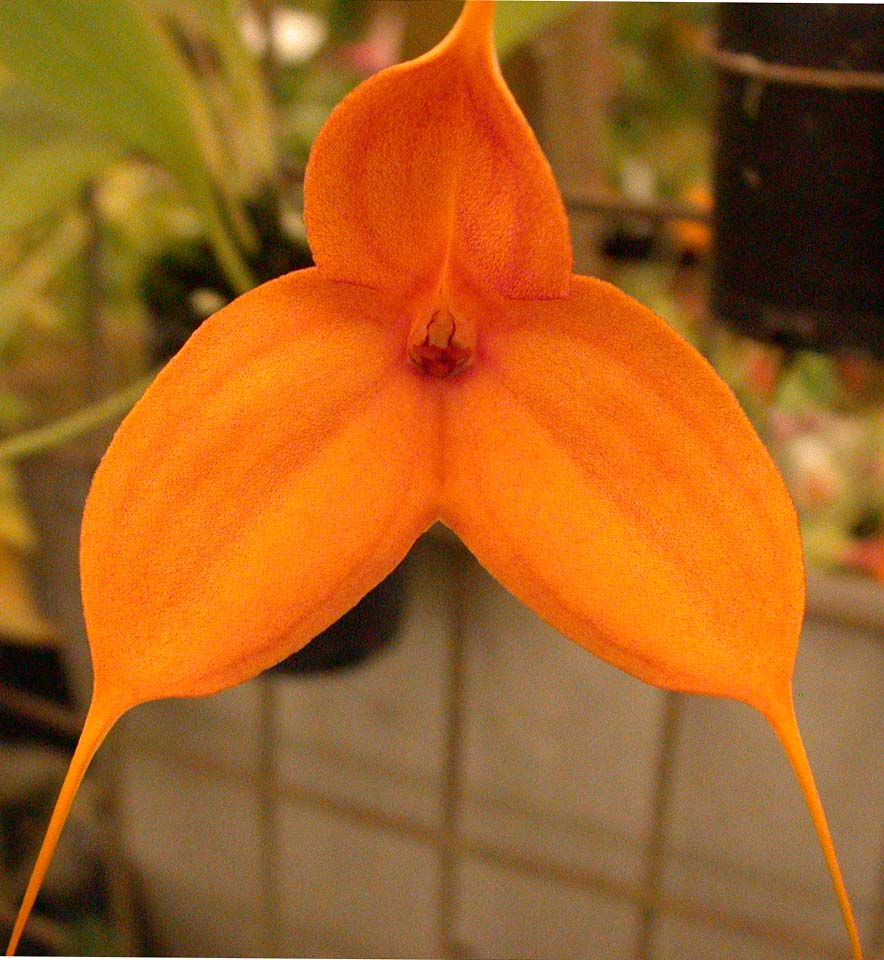 Masdevallia Copper Sun 'Mango Giant'