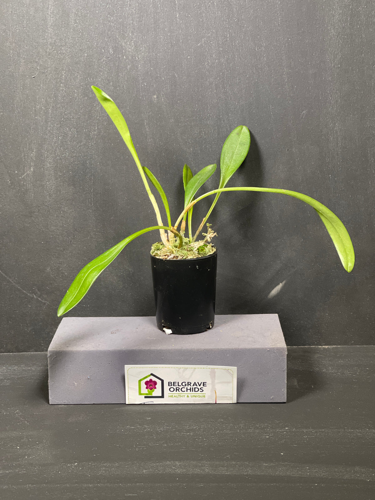 Masdevallia coccinea f. alba 'Lemfordence', a compact clone with pure white flowers