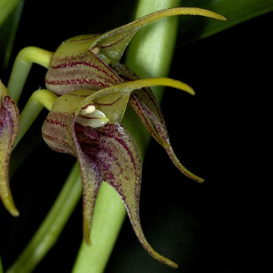 Masdevallia coriacea ‘Red Baron’