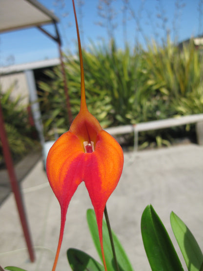 Masdevallia Earl Bishop 'Good Stuff' flower, orange with a magenta-red band on each lateral sepal