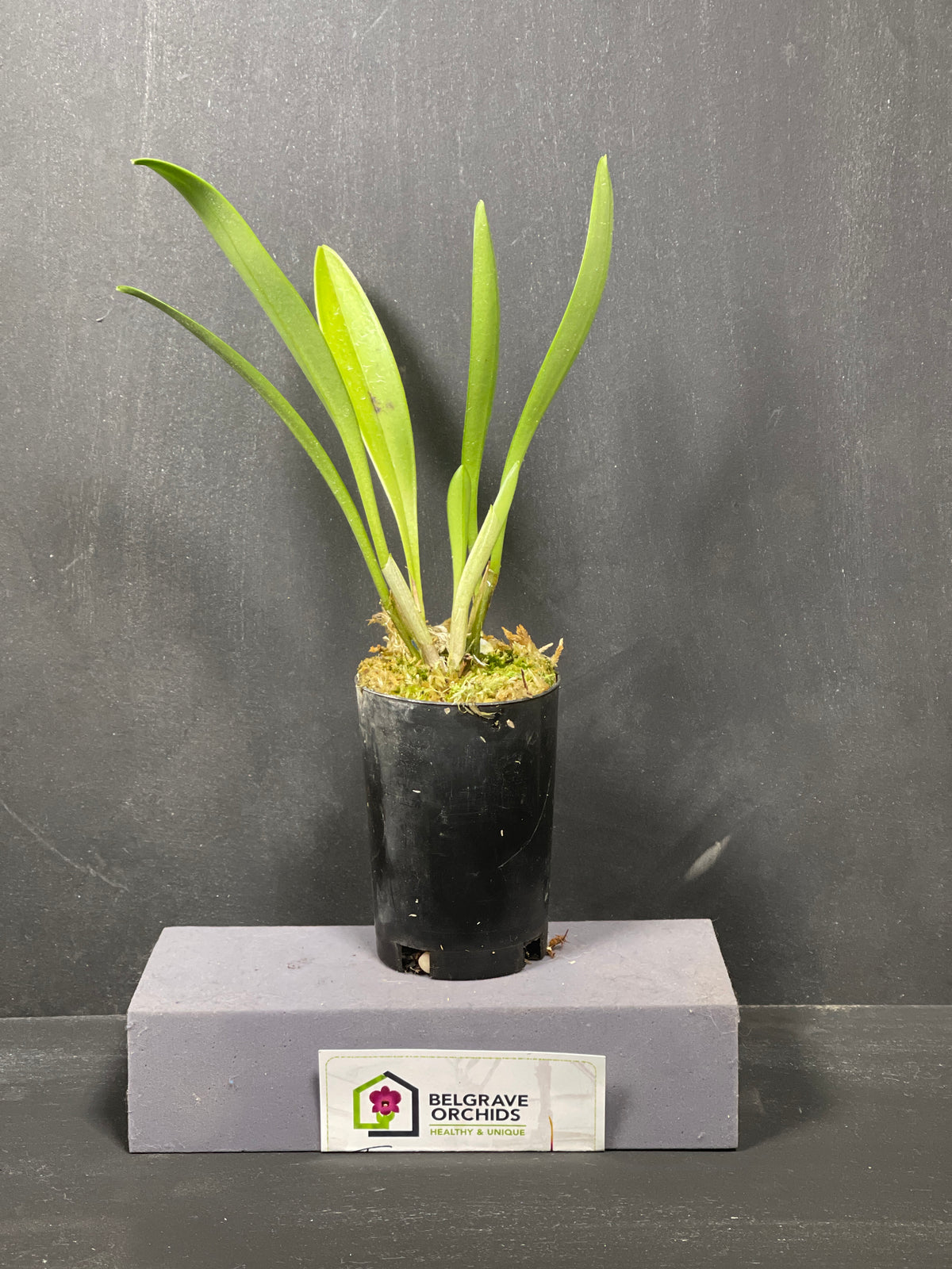 Masdevallia Earl Bishop 'Good Stuff' flower, bright orange with a magenta-red centre band and long tails
