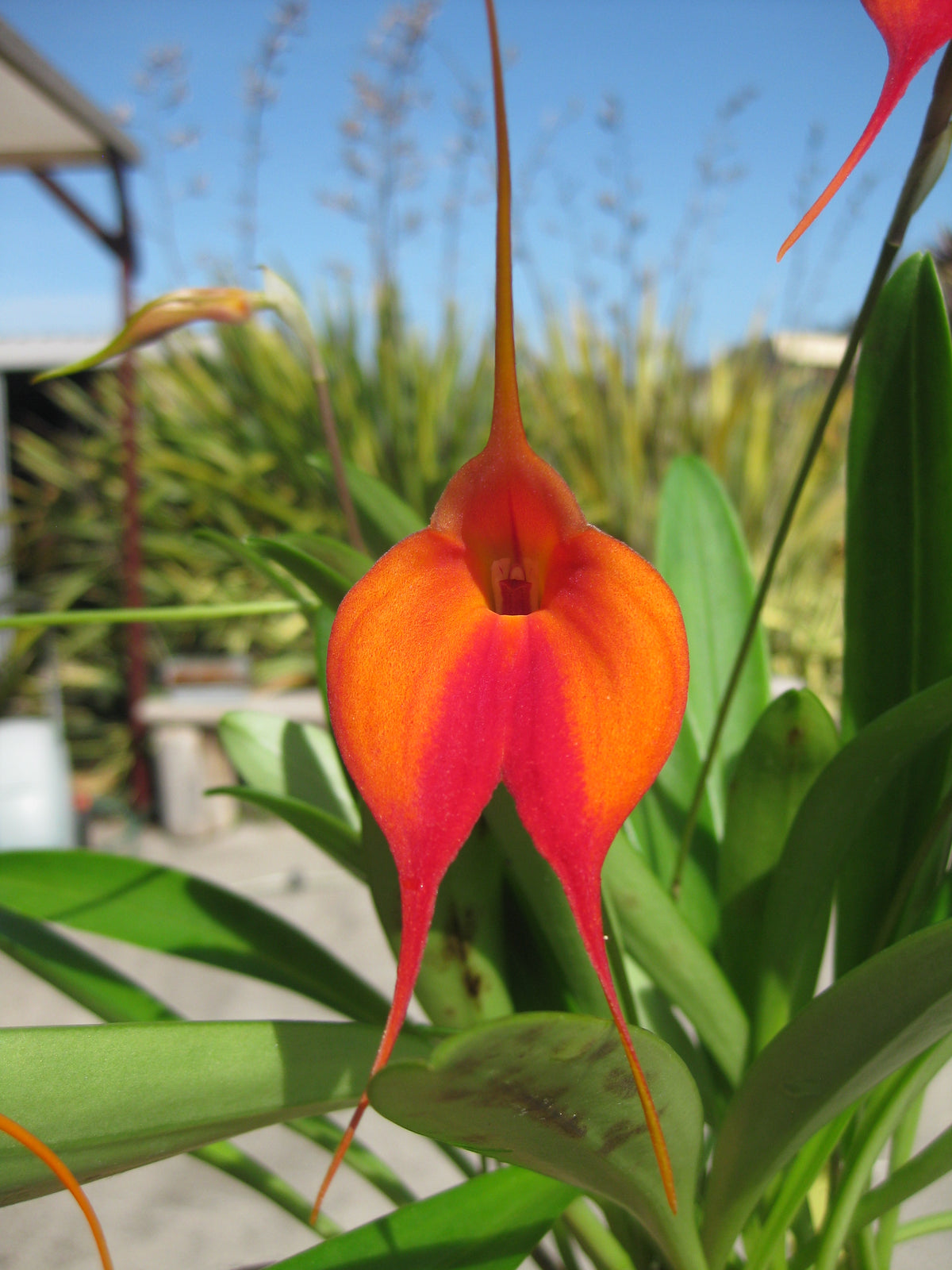 Masdevallia Earl Bishop 'Good Stuff' in flower, orange and magenta-red blooms with long tails