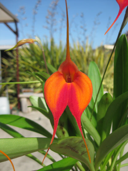 Masdevallia Earl Bishop 'Good Stuff' in flower, orange and magenta-red blooms with long tails