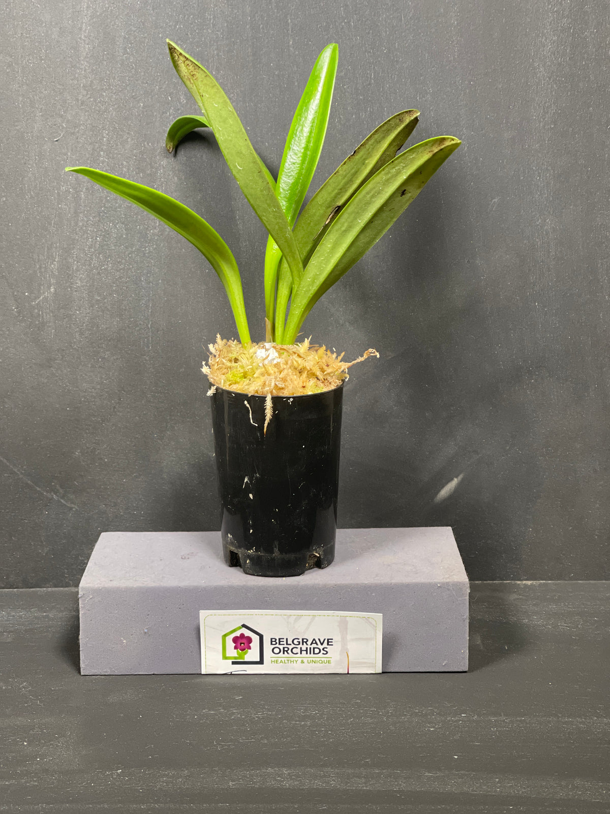 Masdevallia Rein Gold 'Blood Moon' flower, magenta-pink shading to coral with red-orange tails