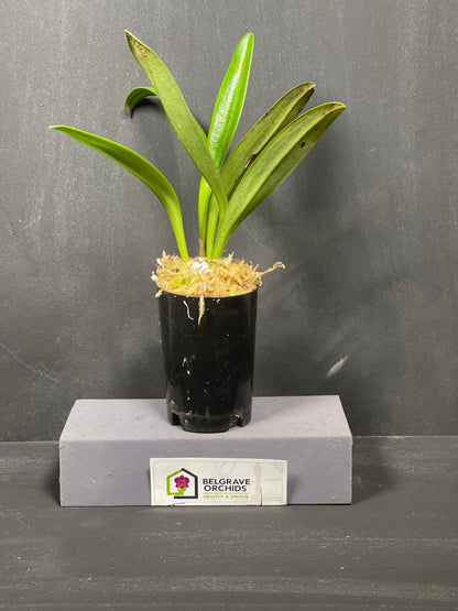 Masdevallia Rein Gold 'Blood Moon' flower, magenta-pink shading to coral with red-orange tails