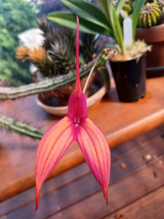 Masdevallia Rein Gold 'Blood Moon' in flower, magenta-pink and coral blooms